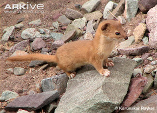 Illustration for article titled Monday Mustelid - Mustela altaica Edition